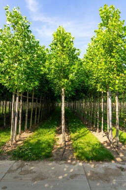 Liriodendron tulipifera hoogstam 12/14