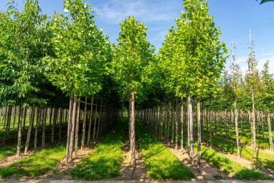 Liriodendron tulipifera hoogstam 12/14