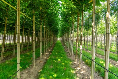 Liriodendron tulipifera hoogstam 12/14