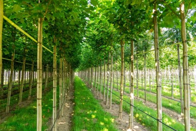 Liriodendron tulipifera hoogstam 12/14