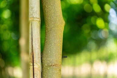 Liriodendron tulipifera hoogstam 12/14