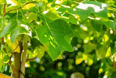 Liriodendron tulipifera hoogstam 12/14