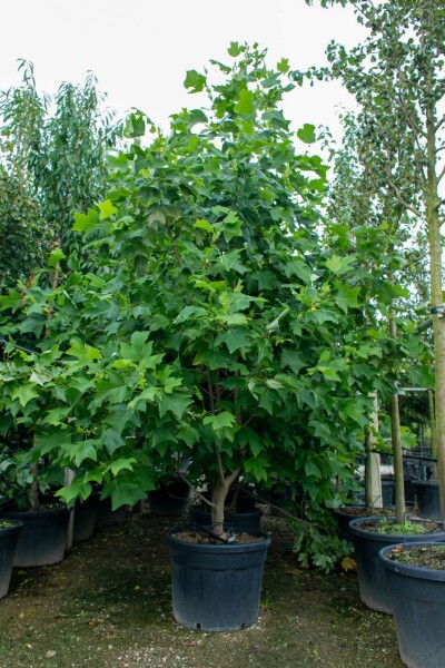 Liriodendron tulipifera meerstammig 250-300