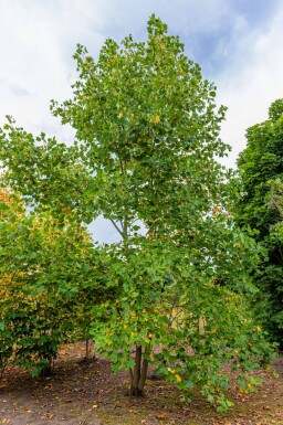 Liriodendron tulipifera meerstammig 250-300