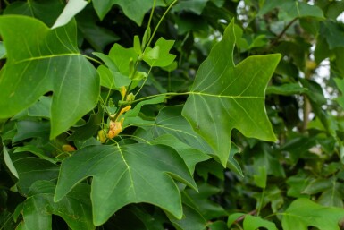 Liriodendron tulipifera meerstammig 250-300