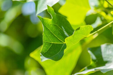 Liriodendron tulipifera meerstammig 250-300