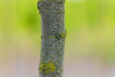 Liriodendron tulipifera meerstammig 250-300