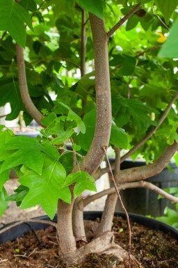 Liriodendron tulipifera meerstammig 250-300