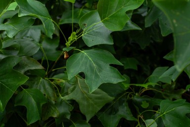 Liriodendron tulipifera meerstammig 250-300