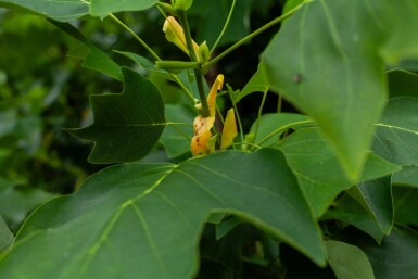 Liriodendron tulipifera meerstammig 250-300