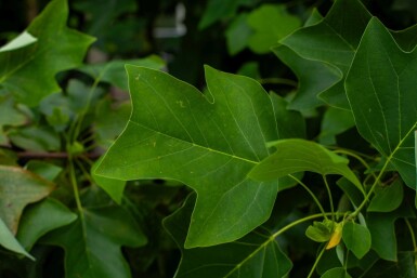 Liriodendron tulipifera meerstammig 250-300