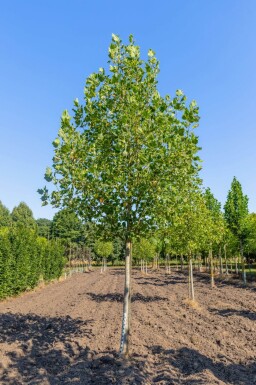 Liriodendron tulipifera 'Aureomarginatum' hoogstam 14/16