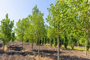 Liriodendron tulipifera 'Aureomarginatum' hoogstam 14/16