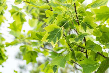 Liriodendron tulipifera 'Aureomarginatum' hoogstam 14/16