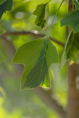 Liriodendron tulipifera 'Aureomarginatum' hoogstam 14/16