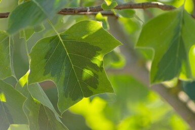 Liriodendron tulipifera 'Aureomarginatum' hoogstam 14/16
