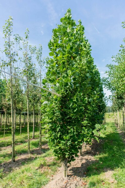 Liriodendron tulipifera 'Fastigiatum' hoogstam 20/25