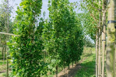 Liriodendron tulipifera 'Fastigiatum' hoogstam 20/25