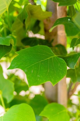 Liriodendron tulipifera 'Fastigiatum' hoogstam 20/25
