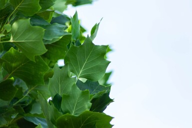 Liriodendron tulipifera 'Fastigiatum' hoogstam 20/25