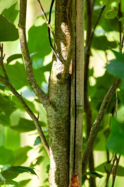 Liriodendron tulipifera 'Fastigiatum' hoogstam 20/25