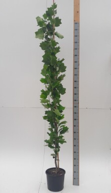 Liriodendron tulipifera 'Fastigiatum' beveerd 12/14