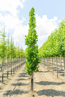 Liriodendron tulipifera 'Fastigiatum' beveerd 12/14