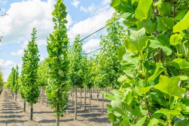 Liriodendron tulipifera 'Fastigiatum' beveerd 12/14