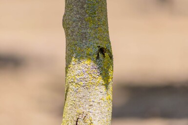 Liriodendron tulipifera 'Fastigiatum' beveerd 12/14