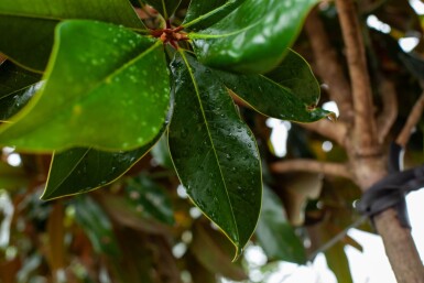 Magnolia grandiflora hoogstam