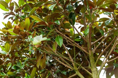 Magnolia grandiflora 'Galissonnière' hoogstam