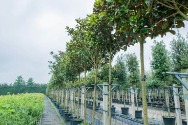 Magnolia grandiflora 'Galissonnière' hoogstam 18/20