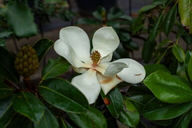 Magnolia grandiflora 'Galissonnière' hoogstam 18/20