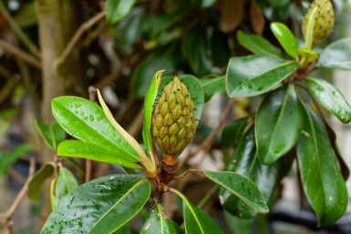 Magnolia grandiflora 'Galissonnière' hoogstam 18/20