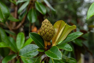Magnolia grandiflora 'Galissonnière' hoogstam 18/20