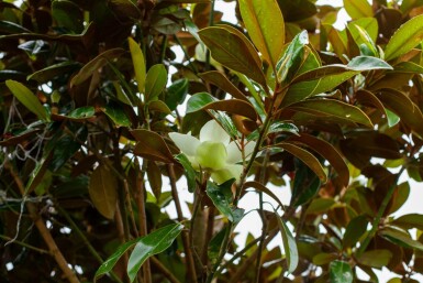 Magnolia grandiflora 'Galissonnière' hoogstam 18/20