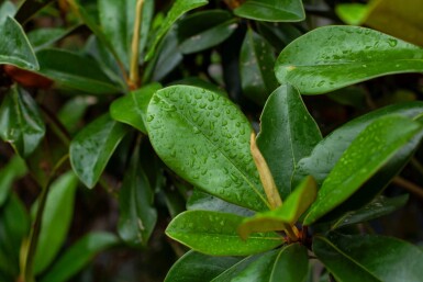 Magnolia grandiflora 'Galissonnière' hoogstam 18/20