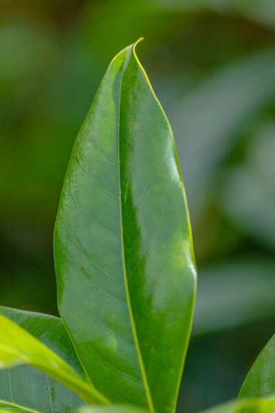 Magnolia grandiflora 'Galissonnière' leiboom 8/10 190cm stam 150b x 120h