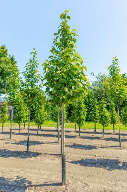 Magnolia kobus hoogstam