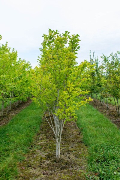 Magnolia kobus meerstammig 200-250