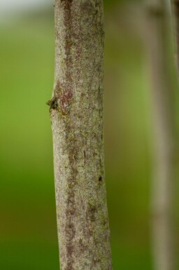 Magnolia kobus meerstammig 200-250