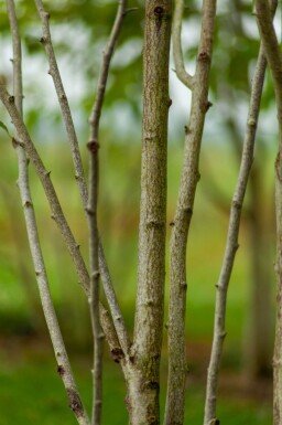 Magnolia kobus meerstammig 200-250