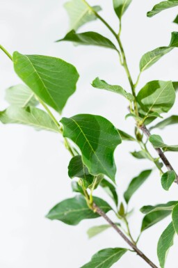 Magnolia kobus meerstammig 200-250