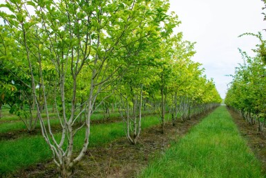 Magnolia kobus meerstammig 200-250