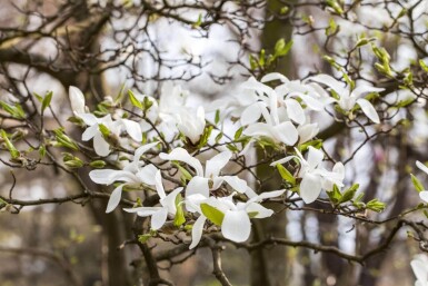 Magnolia kobus leiboom