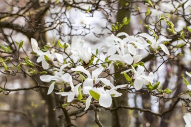Magnolia kobus leiboom 10/12 180cm stam 150b x 120h