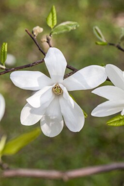Magnolia kobus leiboom 10/12 180cm stam 150b x 120h