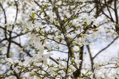 Magnolia kobus leiboom 10/12 180cm stam 150b x 120h