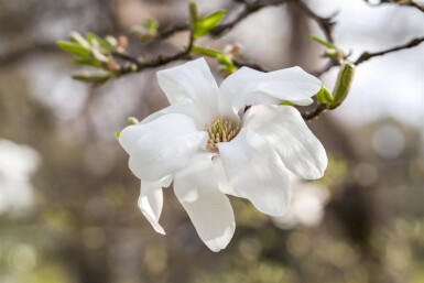 Magnolia kobus leiboom 10/12 180cm stam 150b x 120h
