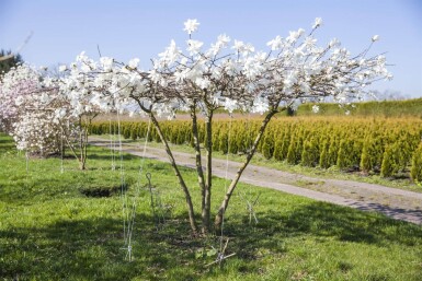 Magnolia x loebneri 'Merrill' hoogstam